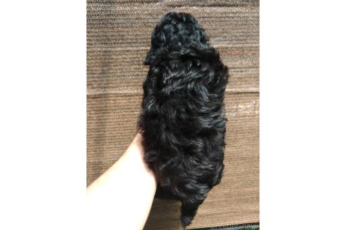 成約済の沖縄県のミックス犬-377708の2枚目