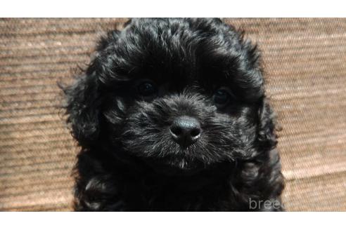 成約済の沖縄県のミックス犬-377708の1枚目