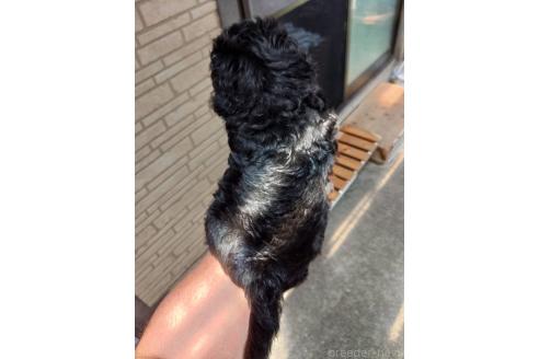 販売中の沖縄県のミックス犬-377709の2枚目