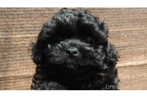 販売中の沖縄県のミックス犬-377709