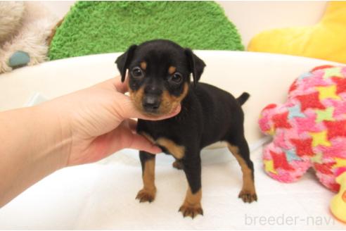 成約済の大阪府のミニチュアピンシャー(ミニピン)-377710の2枚目