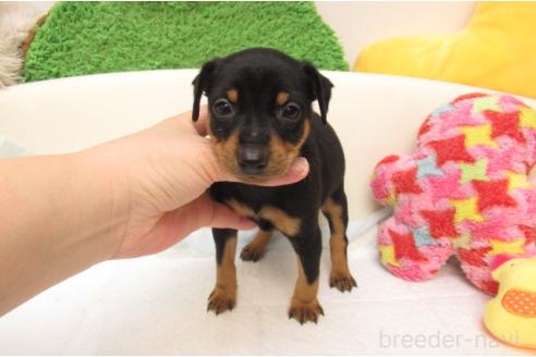 成約済の大阪府のミニチュアピンシャー(ミニピン)-377710の1枚目