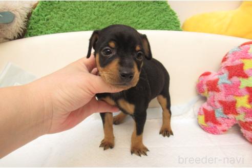 成約済の大阪府のミニチュアピンシャー(ミニピン)-377712の2枚目