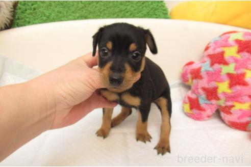 成約済の大阪府のミニチュアピンシャー(ミニピン)-377716の2枚目