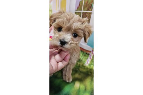 成約済の神奈川県のマルプー:マルチーズ×トイプードル-372544の6枚目