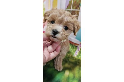 成約済の神奈川県のマルプー:マルチーズ×トイプードル-372544の5枚目