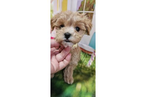 成約済の神奈川県のマルプー:マルチーズ×トイプードル-372544の4枚目