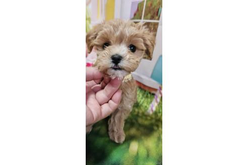 成約済の神奈川県のマルプー:マルチーズ×トイプードル-372544の3枚目