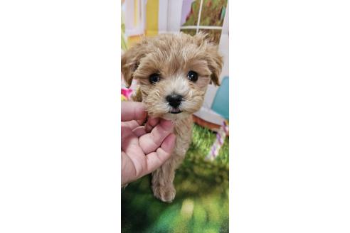 成約済の神奈川県のマルプー:マルチーズ×トイプードル-372544の2枚目