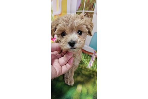 成約済の神奈川県のマルプー:マルチーズ×トイプードル-372544の1枚目