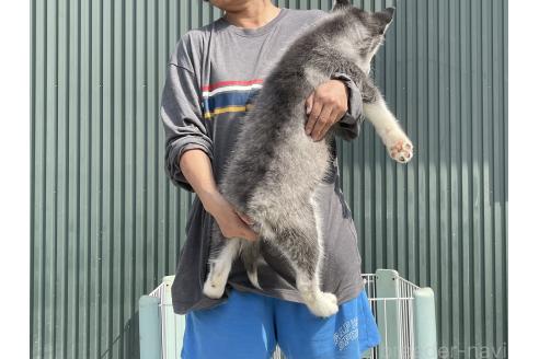 成約済の岐阜県のシベリアンハスキー-366564の2枚目