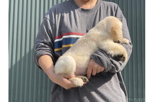 成約済の岐阜県のゴールデンレトリーバー-377744の3枚目