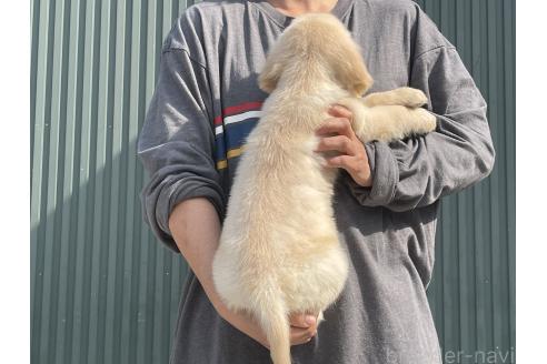 成約済の岐阜県のゴールデンレトリーバー-377744の2枚目