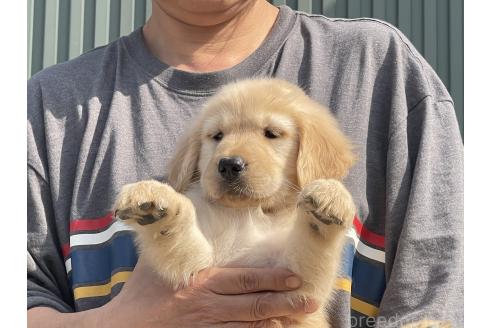 成約済の岐阜県のゴールデンレトリーバー-377745の1枚目