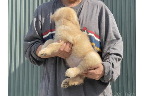 成約済の岐阜県のゴールデンレトリーバー-377745の5枚目