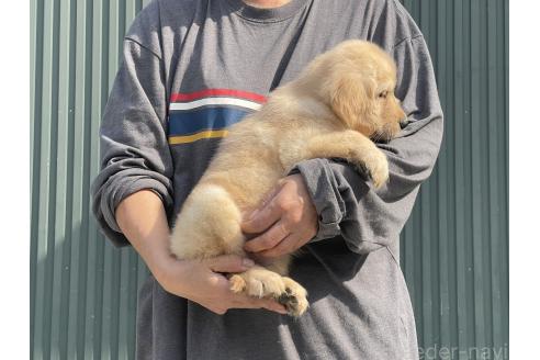 成約済の岐阜県のゴールデンレトリーバー-377745の4枚目