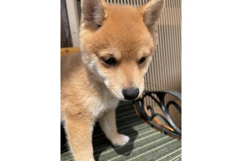 成約済の岡山県の豆柴-377747の11枚目