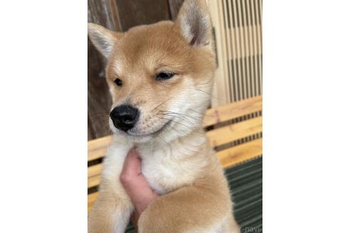 成約済の岡山県の豆柴-377747の9枚目