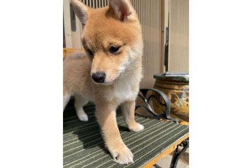 成約済の岡山県の豆柴-377747の5枚目