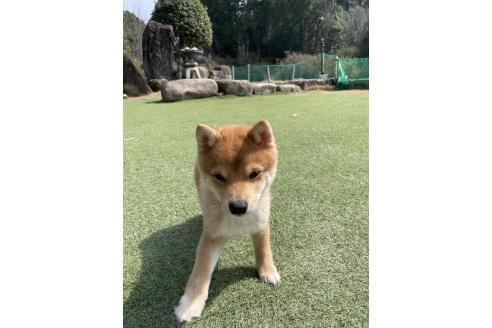 成約済の岡山県の豆柴-377747の3枚目