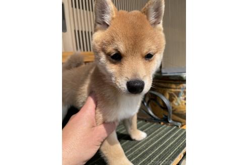 成約済の岡山県の豆柴-377747の1枚目