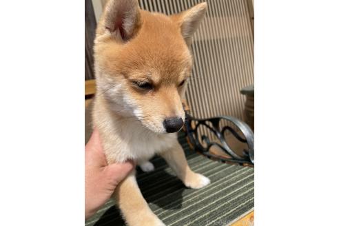 成約済の岡山県の豆柴-377747の2枚目