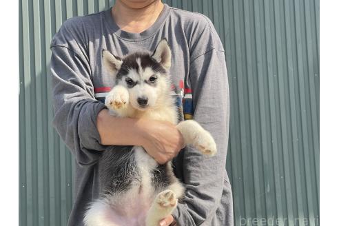 成約済の岐阜県のシベリアンハスキー-377746の5枚目