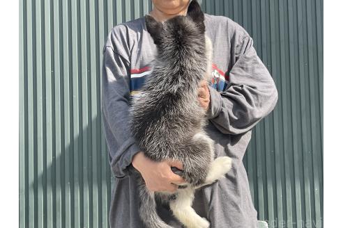 成約済の岐阜県のシベリアンハスキー-377749の2枚目