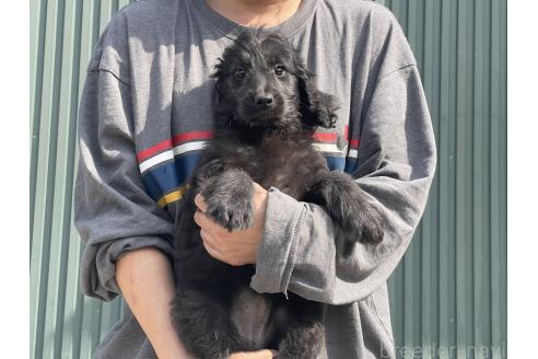 成約済の岐阜県のゴールデンドゥードル:ゴールデンレトリーバー×プードル-377752の6枚目