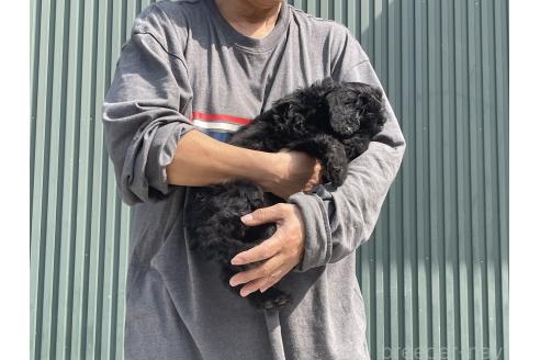 成約済の岐阜県のゴールデンドゥードル:ゴールデンレトリーバー×プードル-377755の3枚目