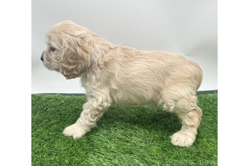 成約済の愛知県のアメリカンコッカースパニエル-374564の5枚目