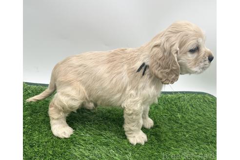 成約済の愛知県のアメリカンコッカースパニエル-374564の4枚目