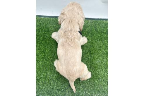 成約済の愛知県のアメリカンコッカースパニエル-374564の3枚目