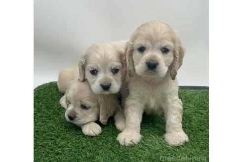 成約済の愛知県のアメリカンコッカースパニエル-374564の2枚目