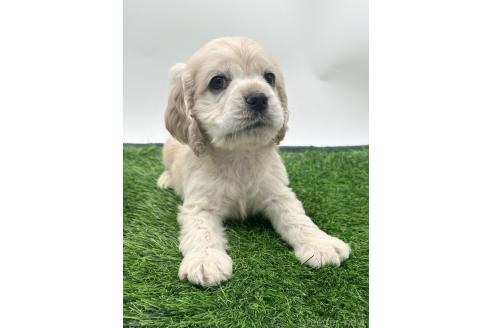 成約済の愛知県のアメリカンコッカースパニエル-374566の1枚目