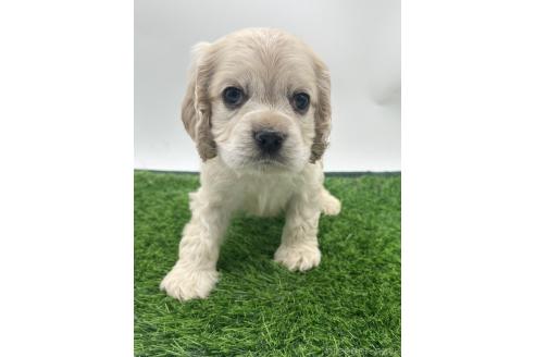 成約済の愛知県のアメリカンコッカースパニエル-374566の6枚目