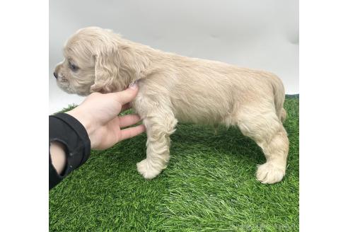 成約済の愛知県のアメリカンコッカースパニエル-374566の5枚目