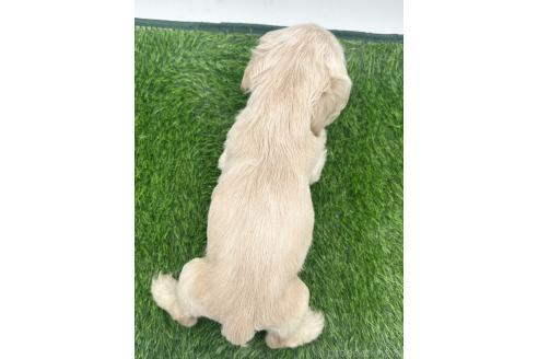 成約済の愛知県のアメリカンコッカースパニエル-374566の4枚目