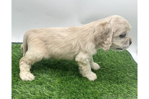 成約済の愛知県のアメリカンコッカースパニエル-374566の3枚目