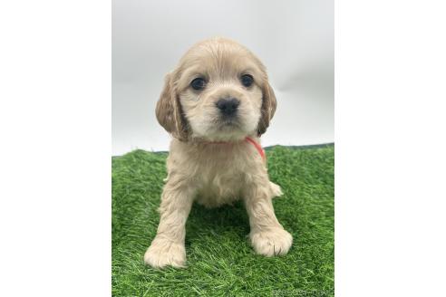 成約済の愛知県のアメリカンコッカースパニエル-374568の1枚目