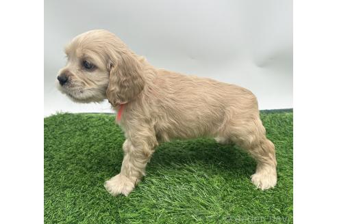 成約済の愛知県のアメリカンコッカースパニエル-374568の5枚目