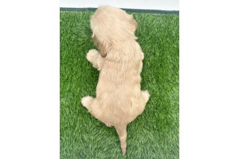 成約済の愛知県のアメリカンコッカースパニエル-374568の4枚目