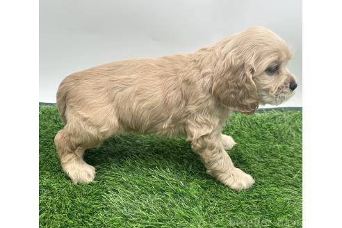 成約済の愛知県のアメリカンコッカースパニエル-374568の3枚目