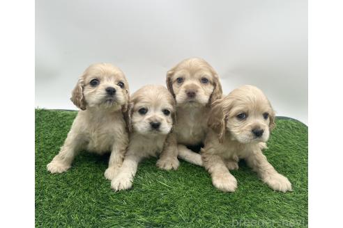 成約済の愛知県のアメリカンコッカースパニエル-374568の2枚目