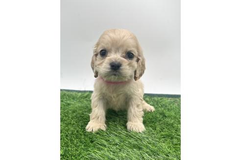 成約済の愛知県のアメリカンコッカースパニエル-374570の1枚目