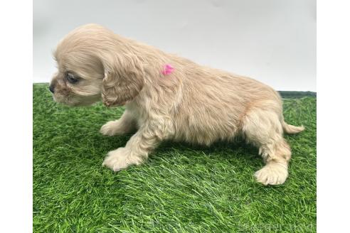 成約済の愛知県のアメリカンコッカースパニエル-374570の4枚目