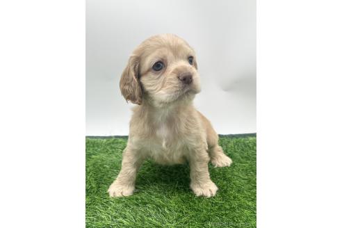 成約済の愛知県のアメリカンコッカースパニエル-374571の6枚目