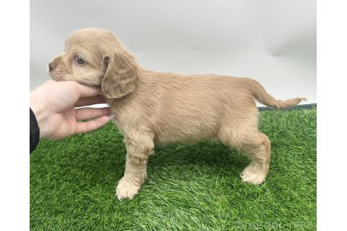 成約済の愛知県のアメリカンコッカースパニエル-374571の5枚目