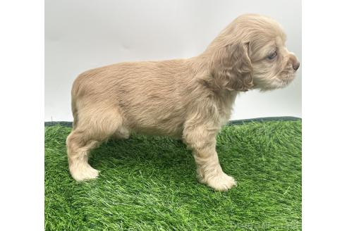 成約済の愛知県のアメリカンコッカースパニエル-374571の4枚目