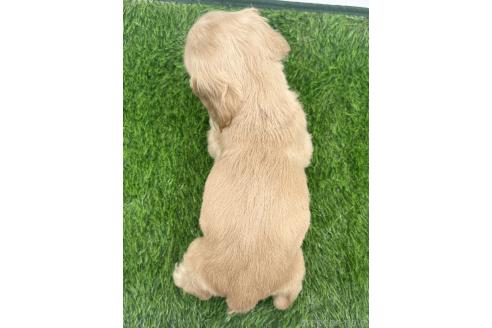 成約済の愛知県のアメリカンコッカースパニエル-374571の3枚目